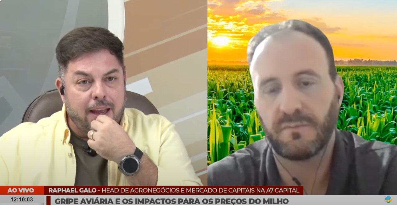 Caso de Influenza pressiona milho e mantém relação de troca favorável com arroba do boi